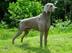 photo chien: Braque de Weimar